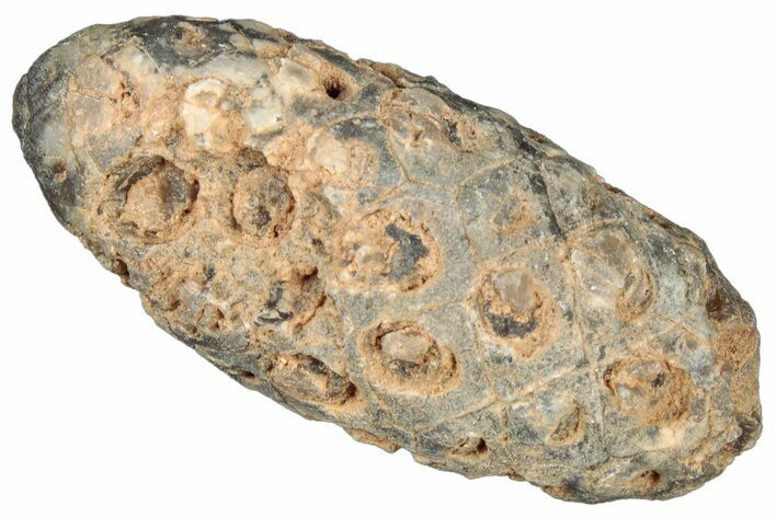 Fossil Cycadophyte Seed Cone - Boujdour, Morocco #325280